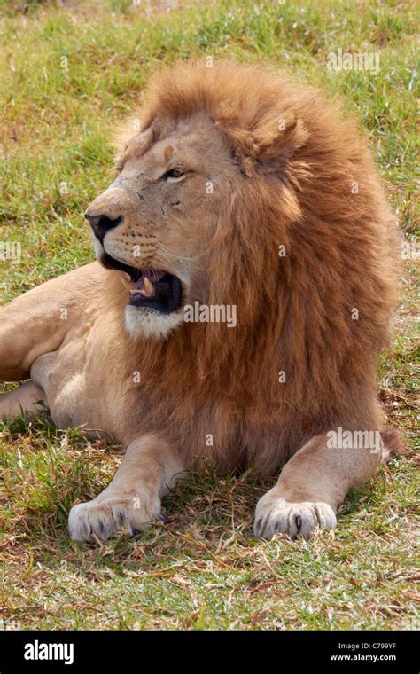 Natal lion park near pietermaritzburg hi-res stock photography and ...