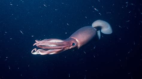 Humboldt Squid – "OCEAN TREASURES" Memorial Library