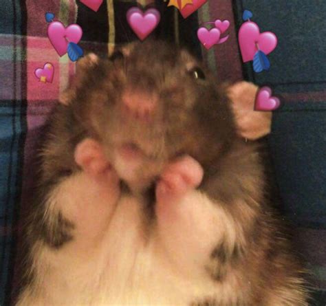 [0+] Hamster Meme Bilder | Wallpapers.com