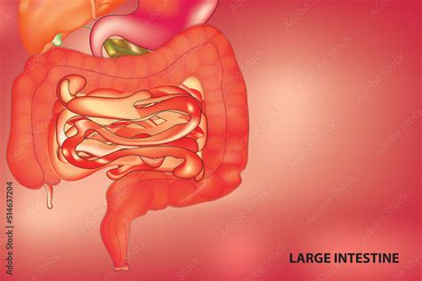 large intestine  human body stock vector adobe stock