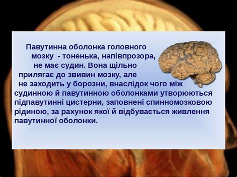Особливості відділів головного мозку людини - презентація з психології