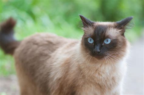Котики | Пикабу