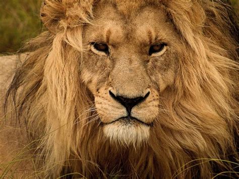 le lion morphologie alimentation mode de vie