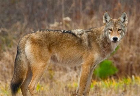 COSEWIC Assessment and Status Report on the Eastern Wolf Canis sp. cf ...
