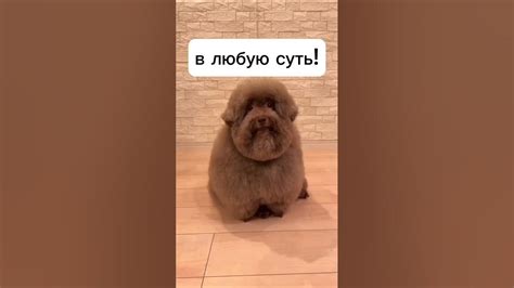 ипучий король и шут #мем #собака #бабушка #shorts #short #пон # ...