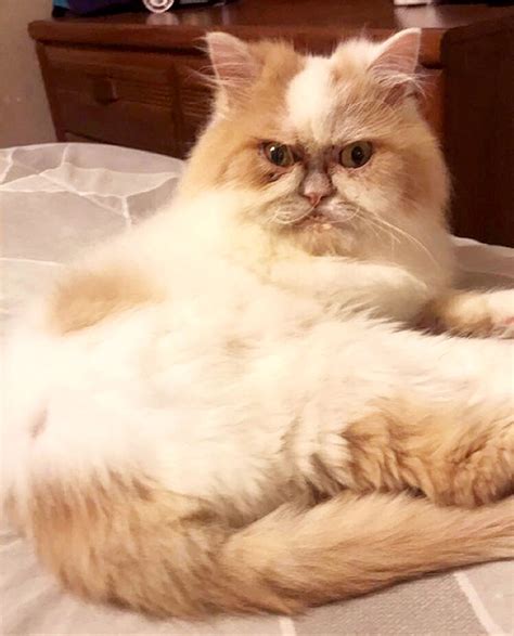 Кошка Пушинка — Сердитый кот по кличке Луи