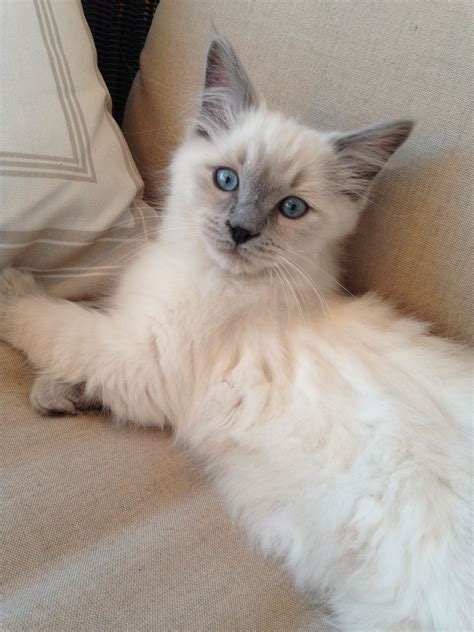 Grayson, Blue Point Ragdoll Kitten