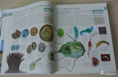 Книга: Мир природы - Битти, Диминг, Бир. Купить книгу, читать рецензии ...
