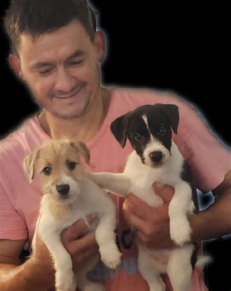 Parson Russell Terrier Puppies For Sale