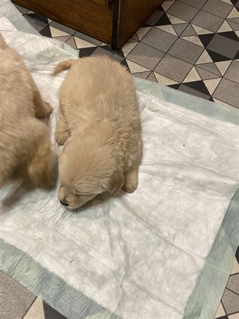 Goldador Puppies for Sale in Glenbawn - Dogs For Sale Ireland