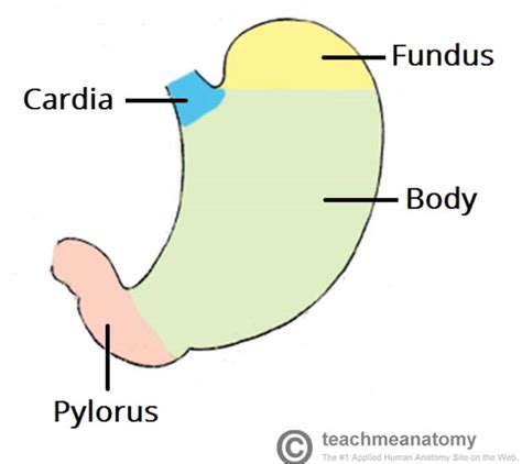gi tract anatomy oesophagus  anal canal teachmeanatomy