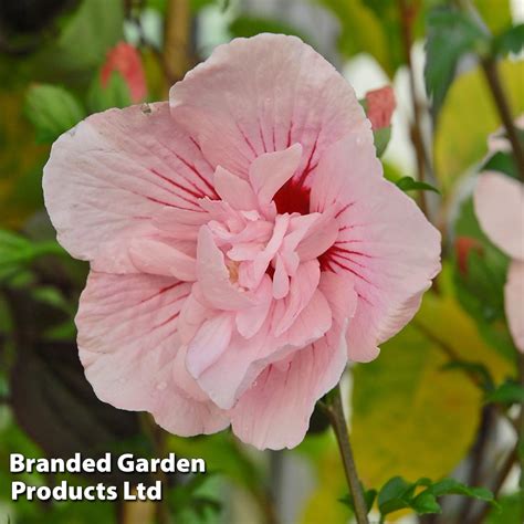 Hibiscus syriacus PINK CHIFFON | Suttons