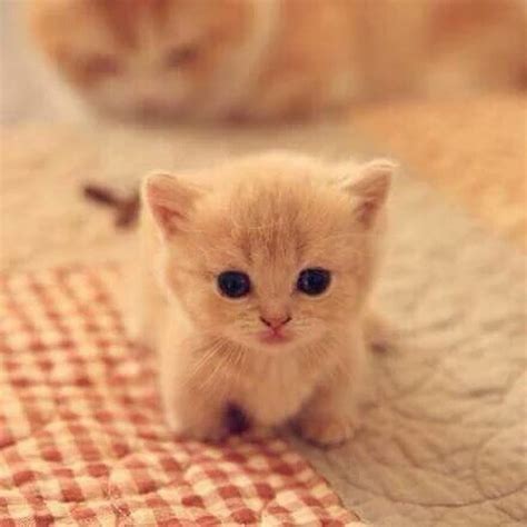 Super Cute Baby Kittens | Design Rumah Minimalis