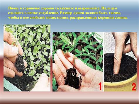 Пикировка растений - презентация онлайн