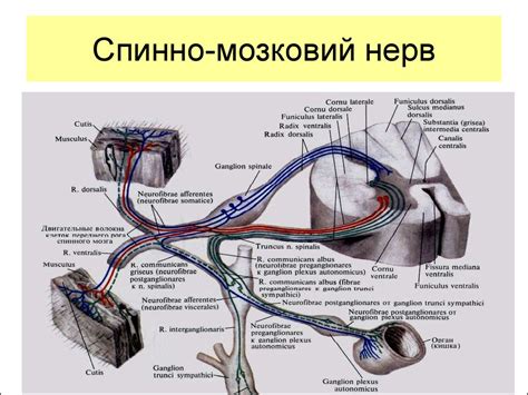 Організм в цілому. Провідні шляхи - презентация онлайн