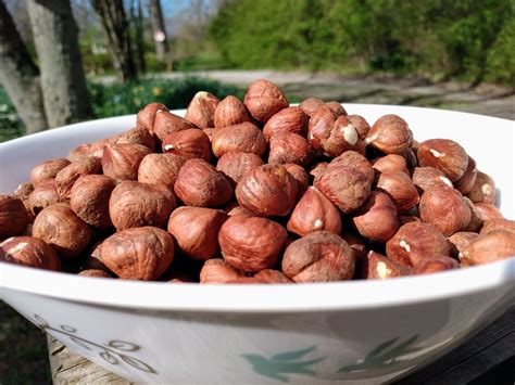 hazelnuts  wildlife  ruby vannatter blog