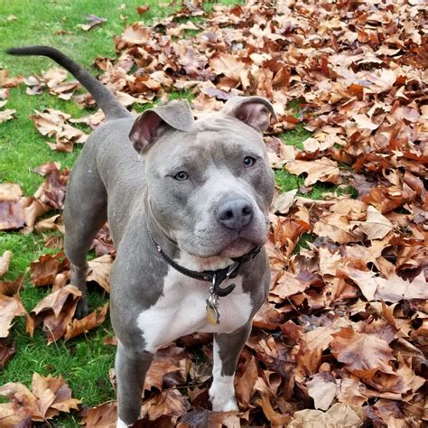 blue nose pitbull facts info complete rare breed owners guide