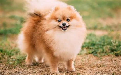 O Que Significa Fofo - 15 cachorros mais fofos do mundo