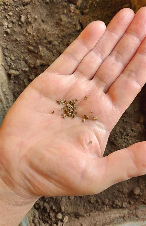 dill seeds in the palm of your hand. home gardening. growing vegetables