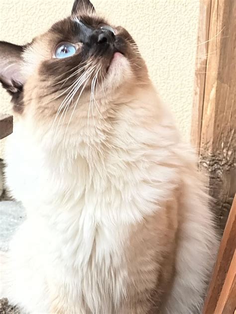Gato Ragdoll - Foto gratis en Pixabay - Pixabay