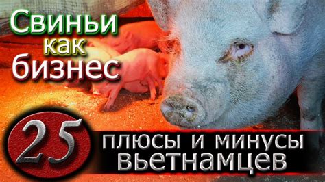 ВЬЕТНАМСКИЕ СВИНЬИ РАЗВЕДЕНИЕ - YouTube