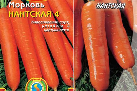 Морковь Нантская: отзывы, фото, описание сорта, характеристика ...