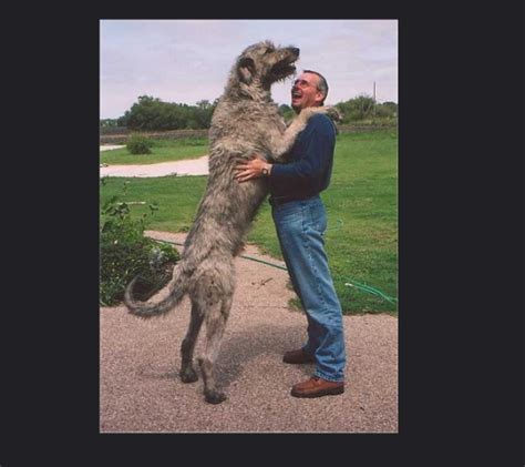 8 Interesting Facts You Never Knew About The Irish Wolfhound