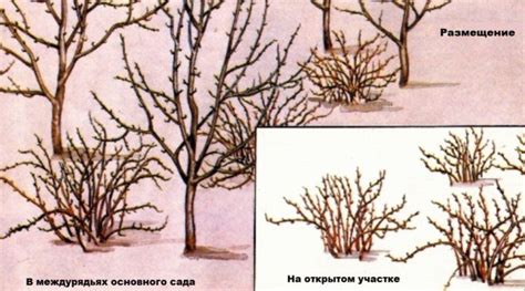 Когда пересаживать крыжовник на новое место: осенью или весной
