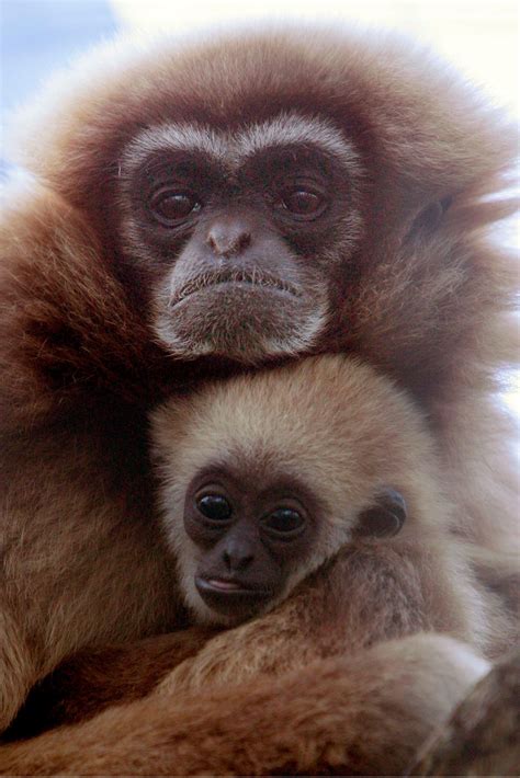 cute animal mother and baby 10