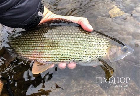 √ Thymallus Thymallus Fish | Fischlexikon