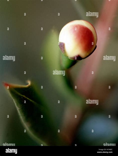 Flower of Myrthus communis Stock Photo - Alamy