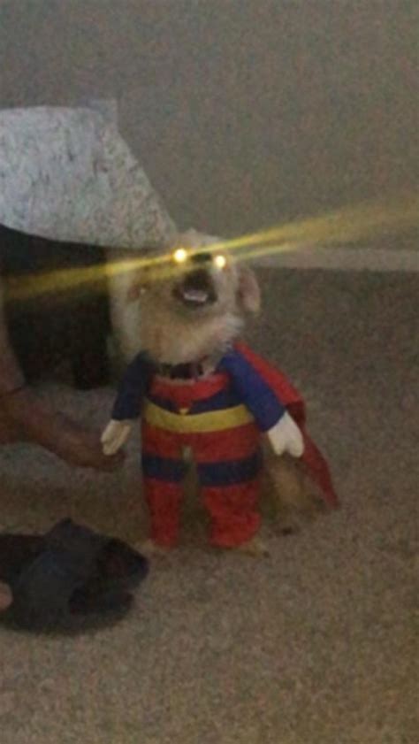 Perfectly timed picture of my dog : r/funny