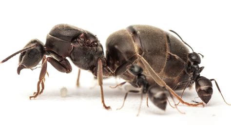 Queen Ant's Instagram, Twitter & Facebook on IDCrawl