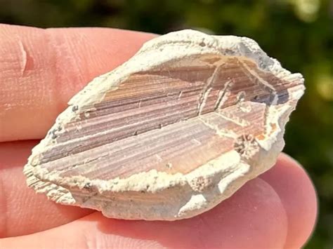 FLORIDA FOSSIL BIVALVE Arca imbricata Pleistocene Age Shell $11.62 ...