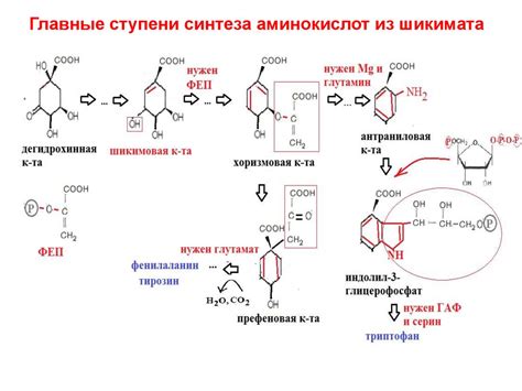 Свободные аминокислоты. значение и пути синтеза белковых и небелковых ...