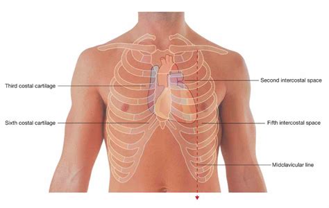 The Chest mar the heart is a muscular organ about size of fist located ...