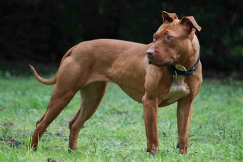 The 5 Different Types of Pit Bull Dog Breeds | 2024