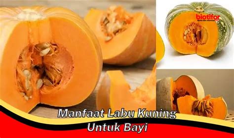 Manfaat Labu Air Buah Ajaib yang Menyehatkan Yang Perlu Anda Coba