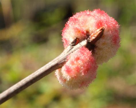 Possible Gall Wasp Gall? : r/Entomology