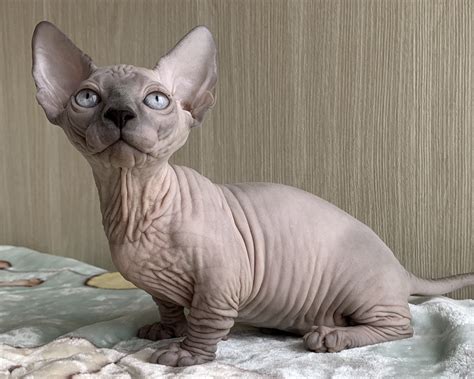 Кот бамбино - картинки и фото koshka.top