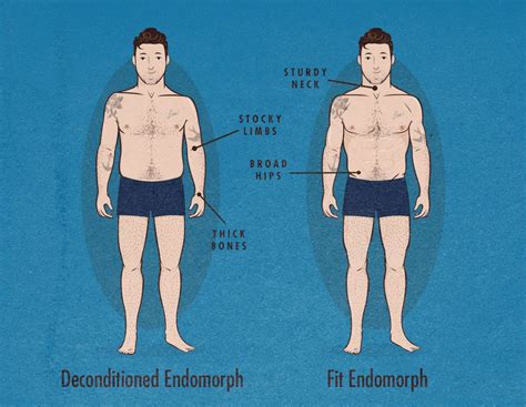 youre  endomorph body type somatotype mesomorph