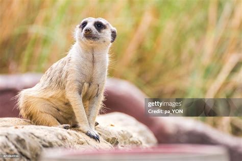 Meerkat High-Res Stock Photo - Getty Images
