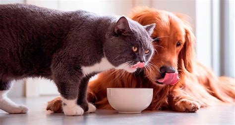 Могут ли собаки есть кошачий корм? | IoPet.ru