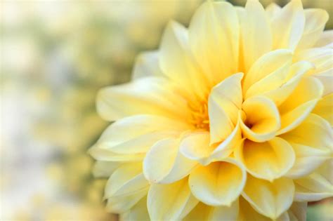beautiful    yellow  nature color psychology