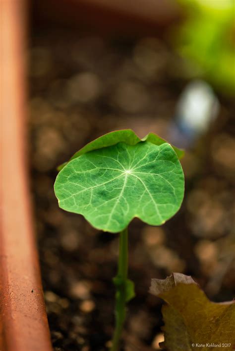 Seedlings on Behance