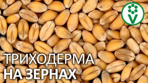 ТРИХОДЕРМА РАСТЕТ НА ЗЕРНЕ! Бесконечное средство от всех болезней ...