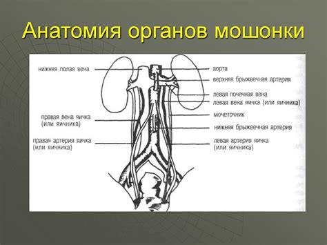 Ультразвуковая диагностика органов мошонки - презентация онлайн
