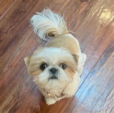 Shih Tzu House- (408)623-4184 - Shih Tzu Puppies for Sale in Henderson, NV | AKC Marketplace