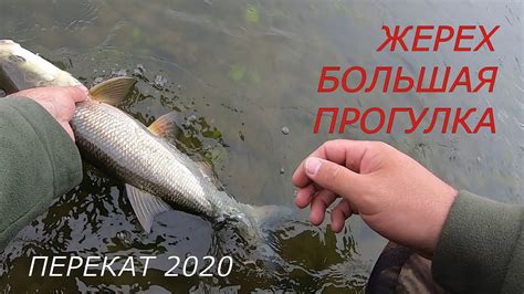 Жерех. Большая прогулка. - YouTube