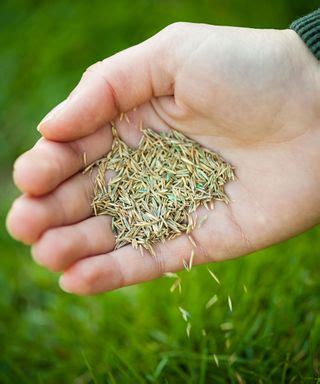 grass seed    overseeding homes  gardens